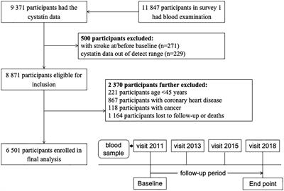 Serum cystatin C and stroke risk: a national cohort and Mendelian randomization study